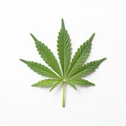 Marijuana