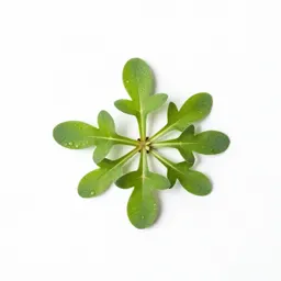 Marsh felwort