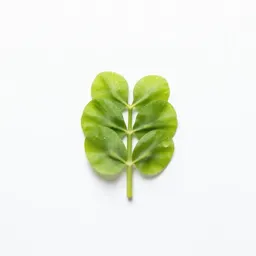 Marsh pea