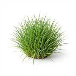 Mascarene grass