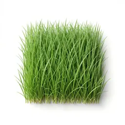 Meadowgrass