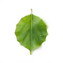 Mezereon