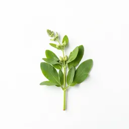 Milk vetch