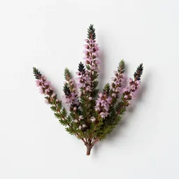 Mountain heath