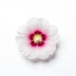 Mountain hollyhock