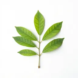 Mucuna