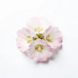 Musk mallow