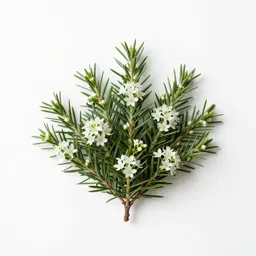 Needlebush