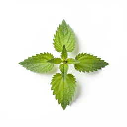 Nettle