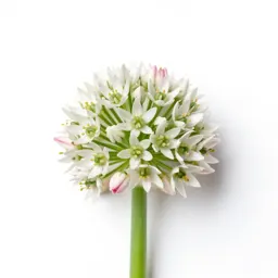 Nodding onion