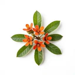 Nut-leaved screw tree