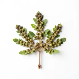 Nutgrass