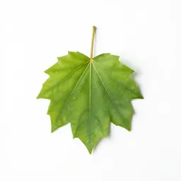 Paloverde