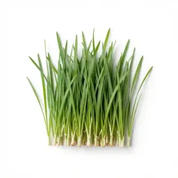 Panic grass