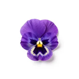 Pansy