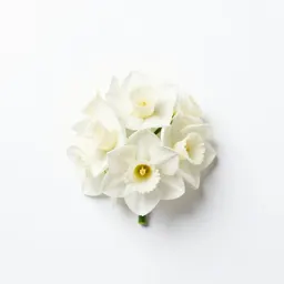 Paper white