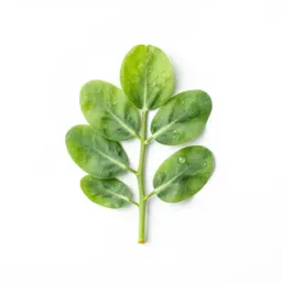 Pea tree
