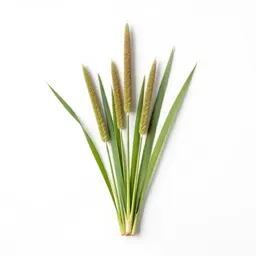 Pearl millet