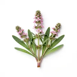 Pellitory-of-the-wall