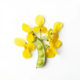 Pigeon pea