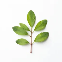 Pipsissewa