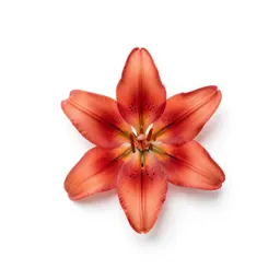 Plantain lily