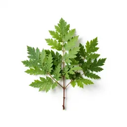 Poison bush