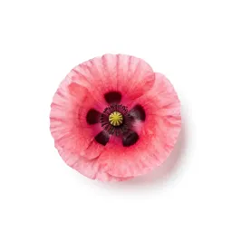 Poppy mallow