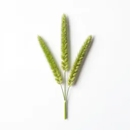 Prairie cordgrass