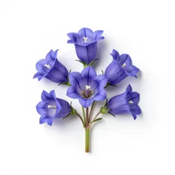 Prairie gentian