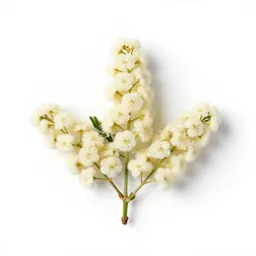 Prairie mimosa