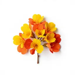 Pride of barbados