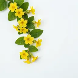 Primrose jasmine