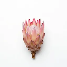Protea