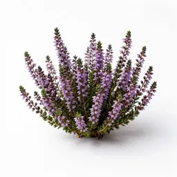 Purple heather