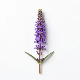Purple loosestrife