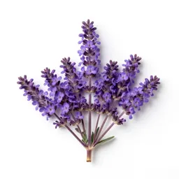 Purple milk vetch