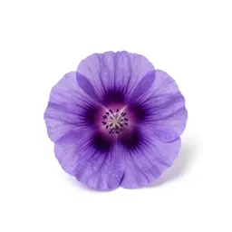 Purple poppy mallow