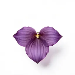 Purple trillium