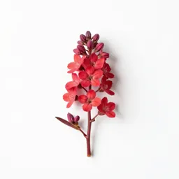 Red Clintonia