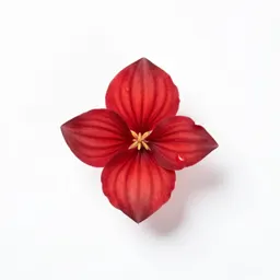 Red trillium