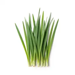 Reed canary grass