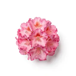 Rhododendron
