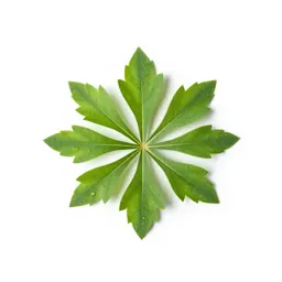Richweed