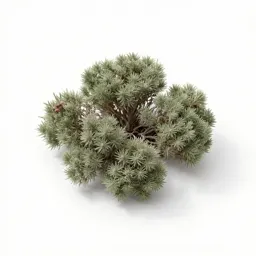 Rockrose