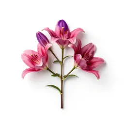 Rose globe lily