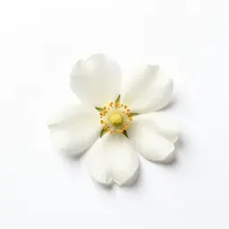 Rose of Sharon