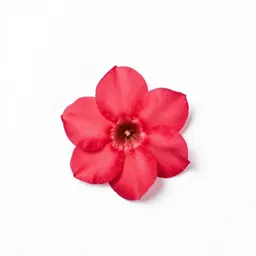 Roselle