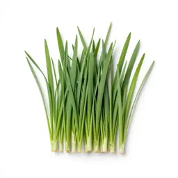 Rush grass