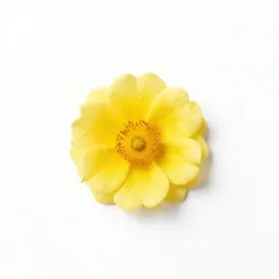 Rush rose
